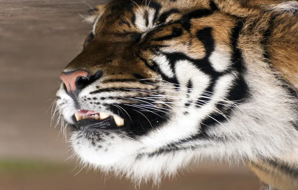 Tigers face.
