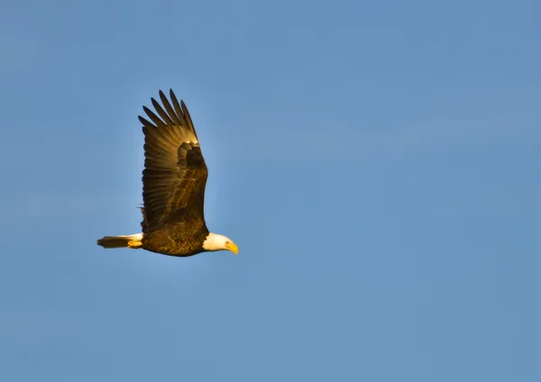 Bald Eagle soaring in the sky.