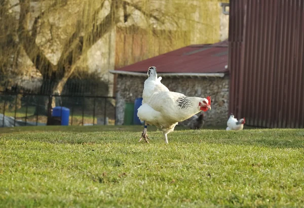 White hen in a farmyard