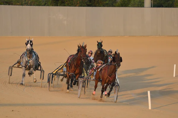 Horses Racing in a Harness Race