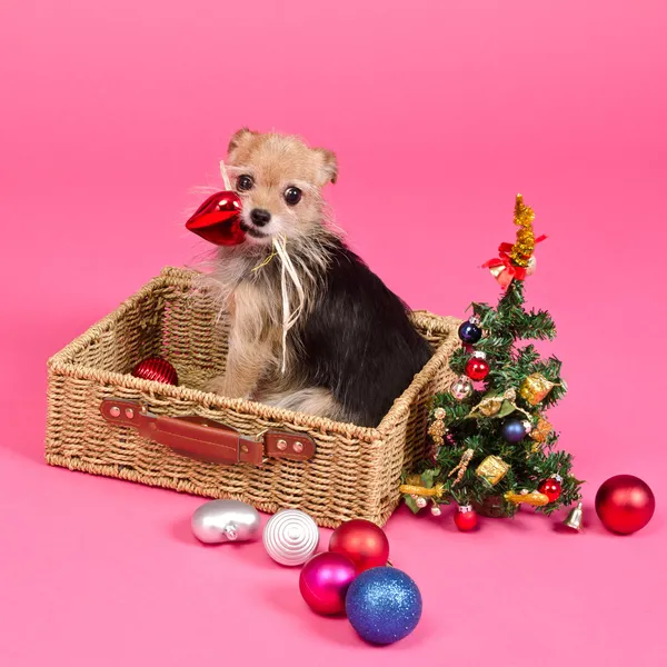 Christmas dog choosing toys to decorate New Year Tree