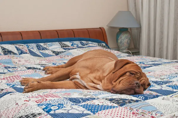 Cute Dogue De Bordeaux puppy lying on the bed with handmade quilt