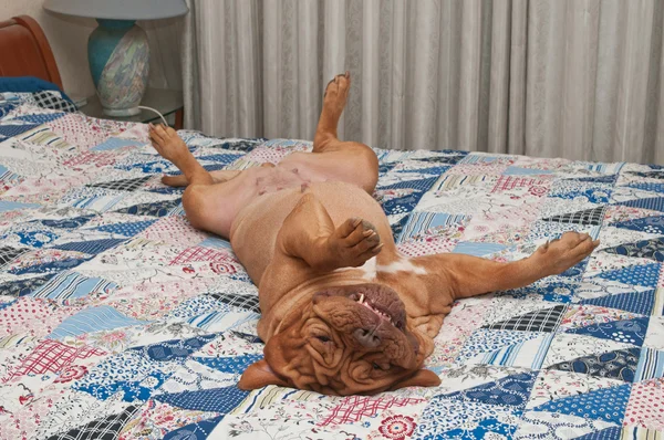 Huge relaxed dog is lying upside-down on her back on the bed with handmade