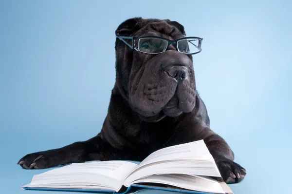 Black shar-pei dog with glasses reading a book