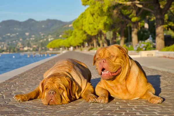 Two dogs lying on a paved alley bear the shore