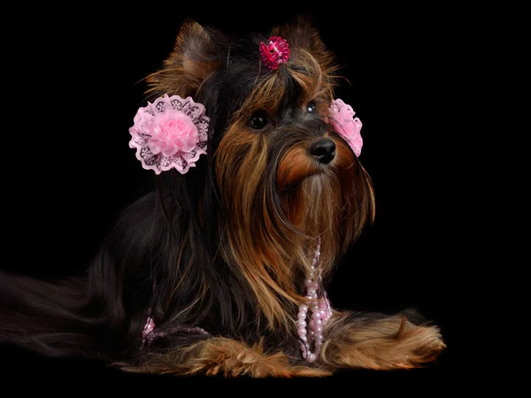Yorky dog with pink accessories