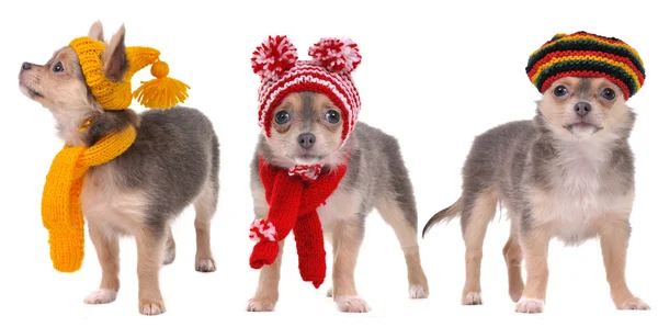 three chihuahua puppies with scarfs and hats isolated on white background