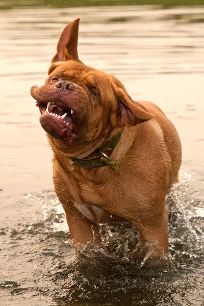Wet Dogue De Bordeaux dog shaking in forest river
