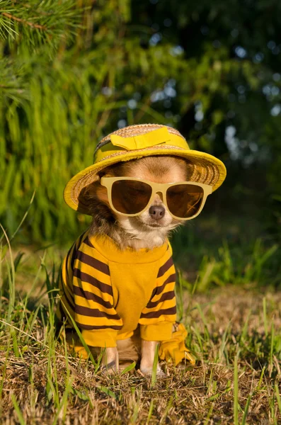 Chihuahua dressed with suit, straw hat nad glasses in the garden