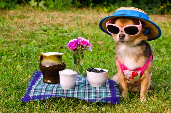 Tiny dog wearing yellow suit, straw hat and glasses relaxing in meadow
