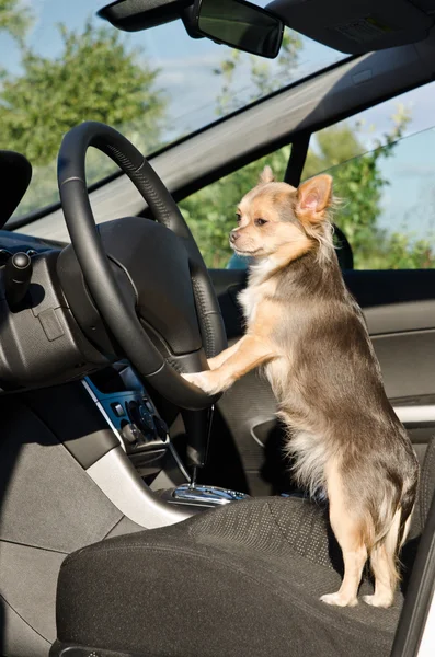 Chihuahua driver with paws on steering wheel