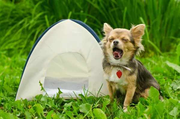 Yawning chihuahua dog sitting near camping tent