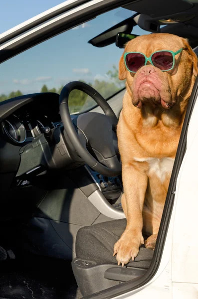 Dog driver inside the car