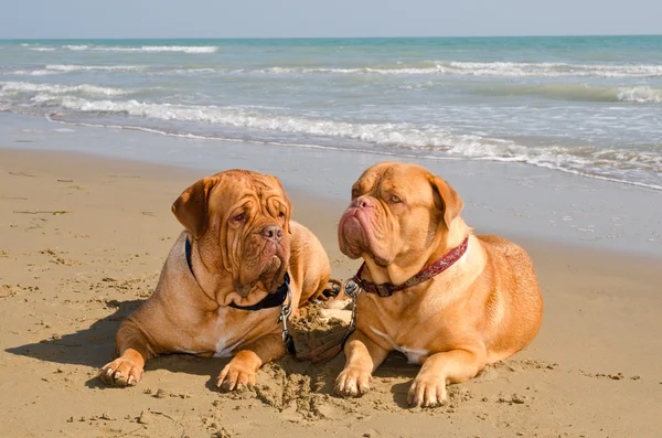 Two relaxed dogs lying at the beach