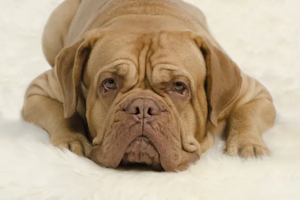 Attentive wrinkled dog looking at camera