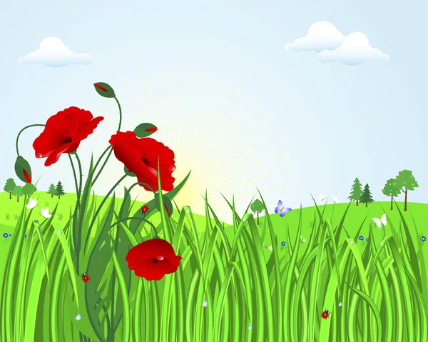 Cute landscape with poppies.