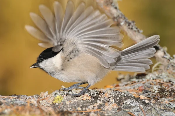 Coal Tit on a rock with open wing