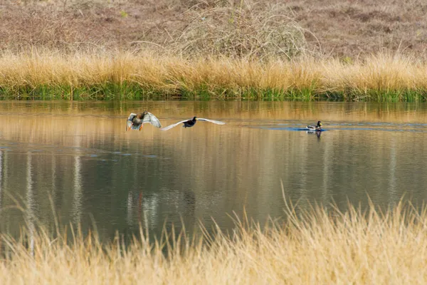 Flying wild ducks in nature