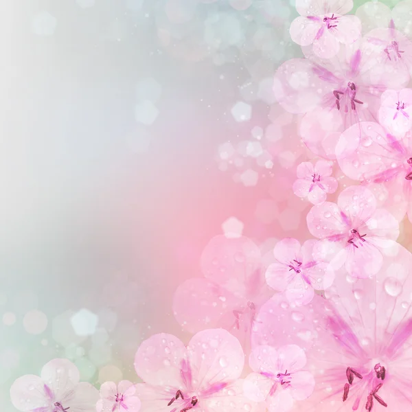 Fresh, pink, soft spring blossoms on pink bokeh background.