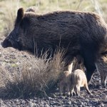 http://static8.depositphotos.com/1007534/947/i/110/depositphotos_9476873-Female-wild-boar-with-piglets.jpg
