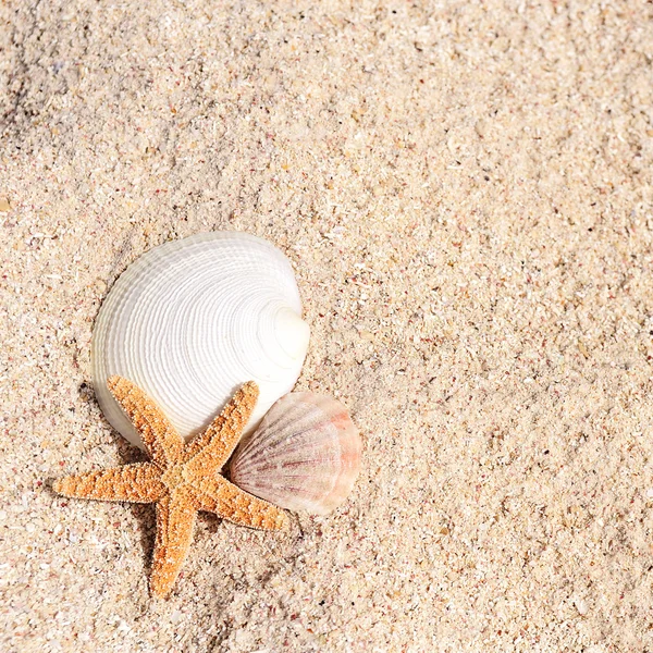 Sand With Shells