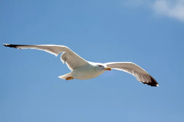 Flying seagull bird, isolated on blue (sky) background