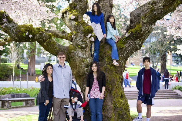 Family of seven by large cherry tree in full bloom
