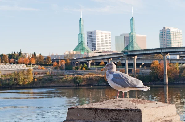 Seagull in front ofPortland convention center glass towers