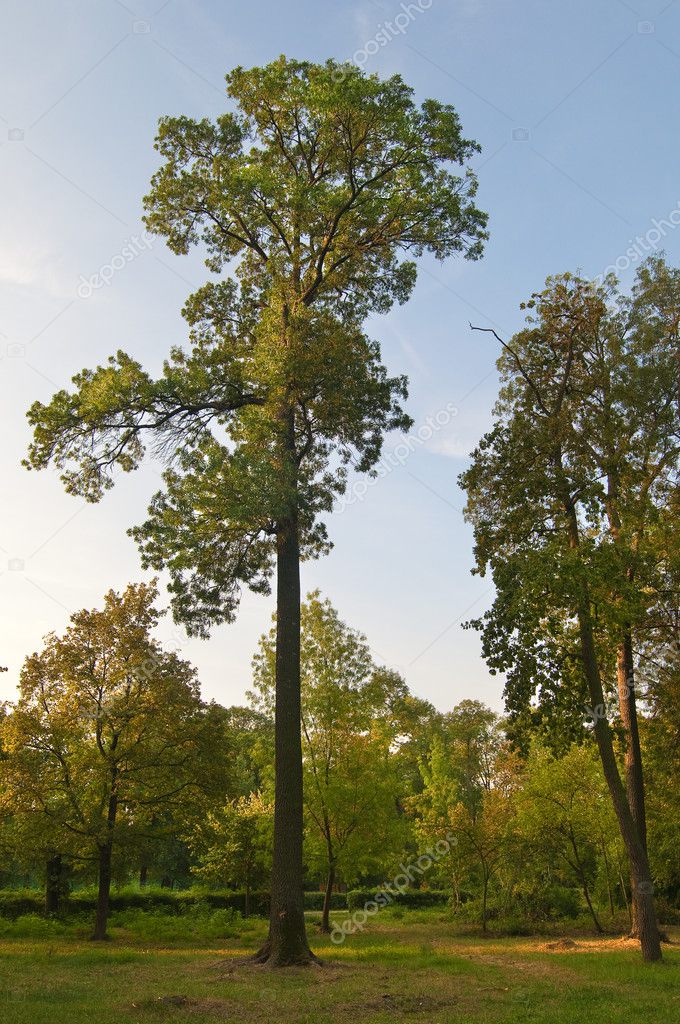 Very tall tree stands alone in the park. It's a sunny autumn evening