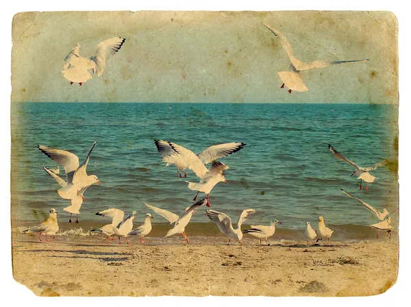 Seascape with seagulls. Old postcard.