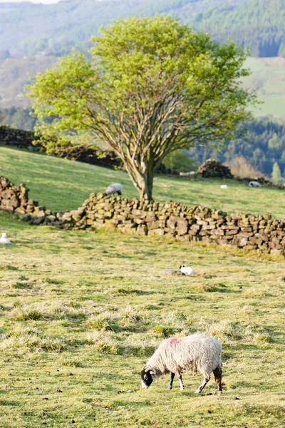 北部约克停泊国家公园,北部约克郡,英格兰 - 图