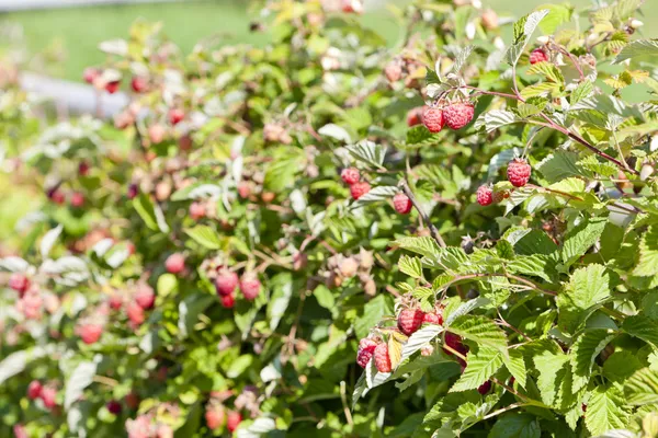 Raspberry bush raspberries