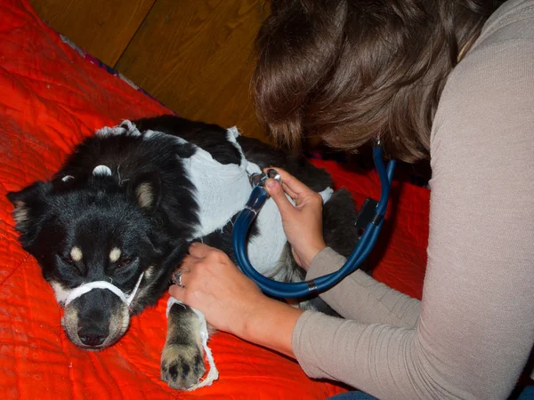 Veterinarian inspects a stray dog
