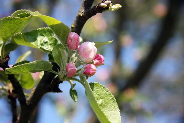 The buds of the flowers on the apple tree