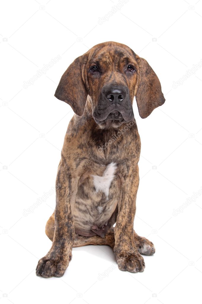 Brazilian Fila Mastiff