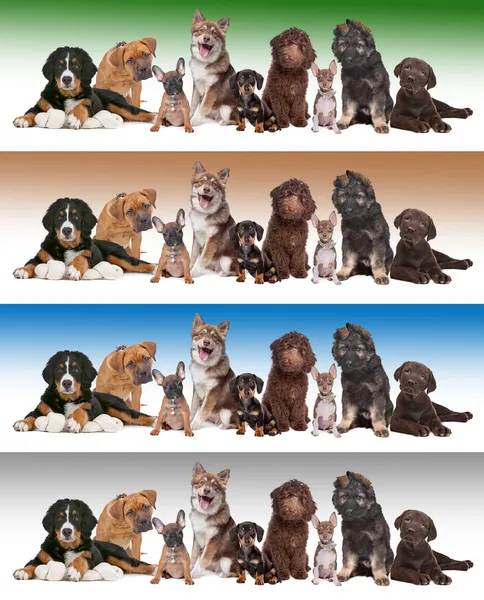 Group of puppies on diverse gradient backgrounds