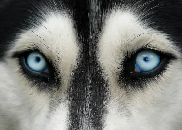 Dog blue eyes
