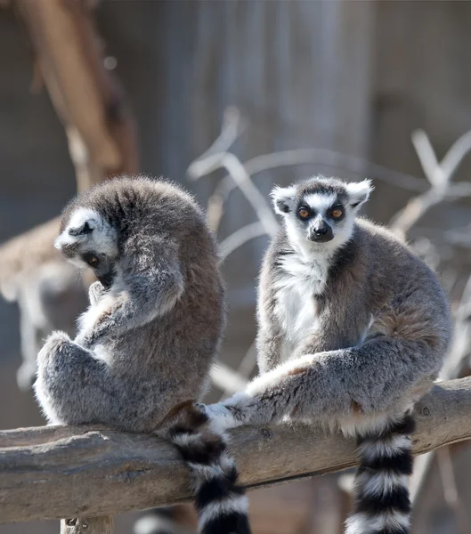 Two Ring Tailed Lemurs