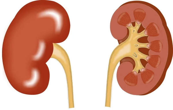 vector kidney