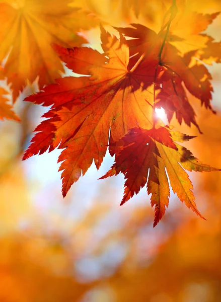 Autumnal maple leaves in blurred background