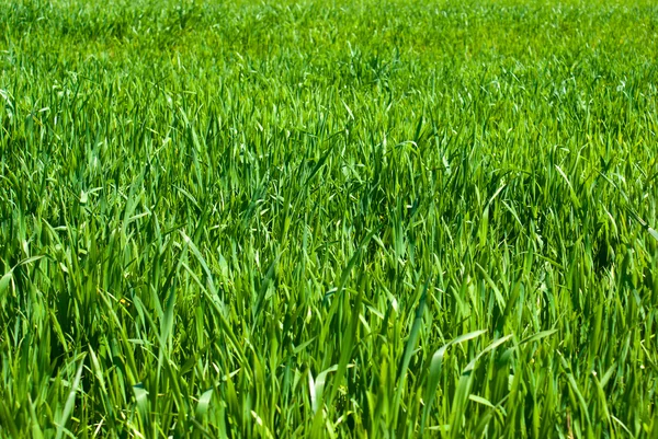 Natural green grass field as background