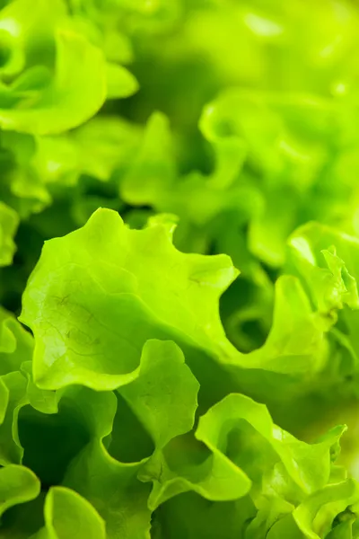 Fresh green lettuce salad closeup