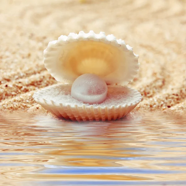 An open sea shell with a pearl inside.