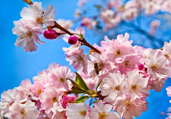 樱花盛开的鲜花。美丽的粉红色的樱桃花 - 图库