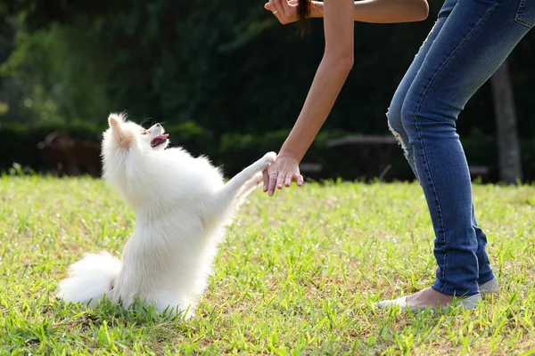 Woman train her dog
