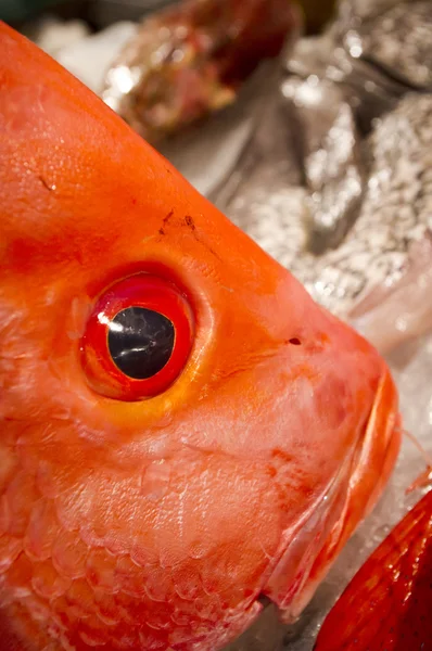 Close up of fish head