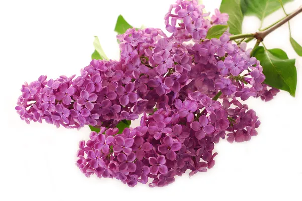 Branch of purple lilac isolated on white