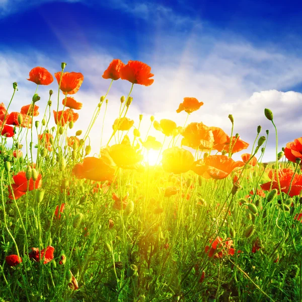 Poppies field in rays sun