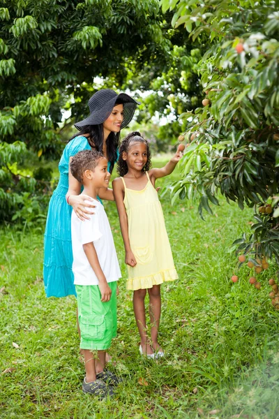 Mother and kids in litchi orchard