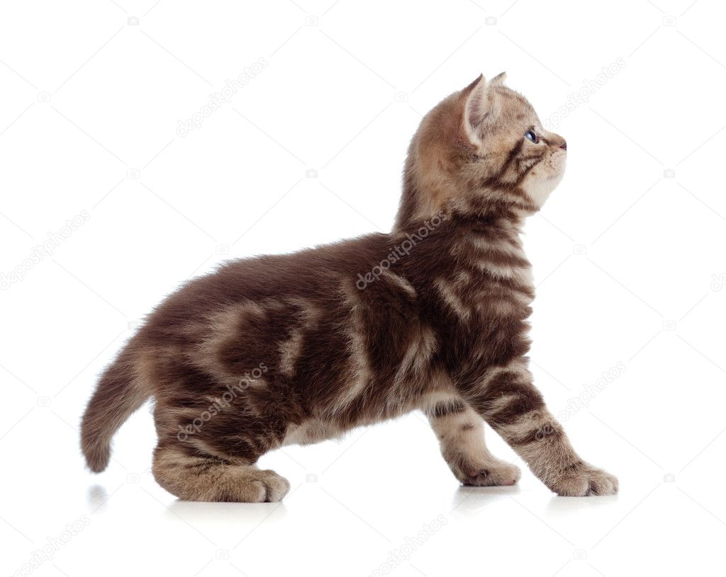 İngiliz yavru kedi profil yan görünüm — Stok Foto © Andrey_Kuzmin 10173056